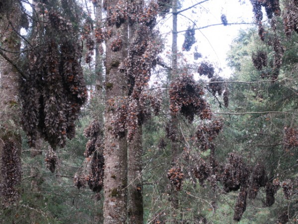 Monarchs remain at El Rosario