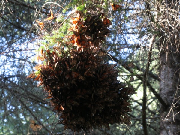 monarch cluster