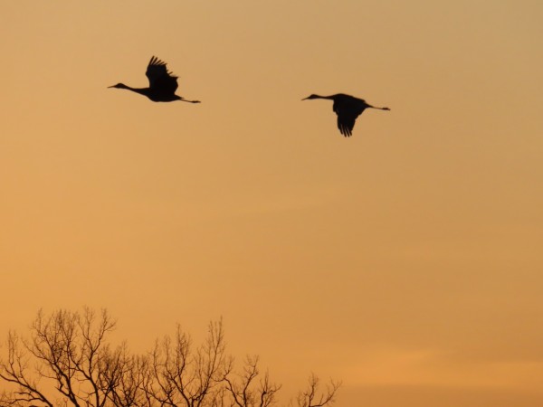 sandhill cranes