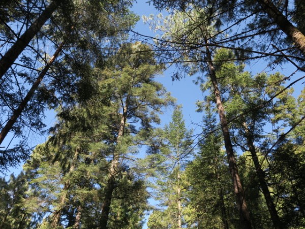 No More Monarchs, Rio Grande Valley, Central Mexico