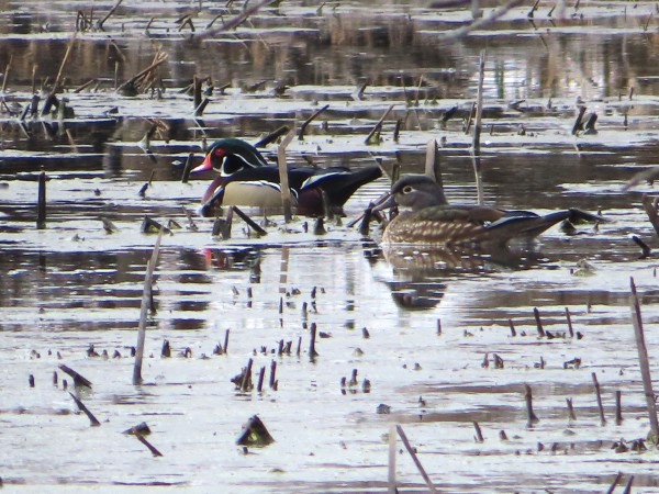 wood ducks