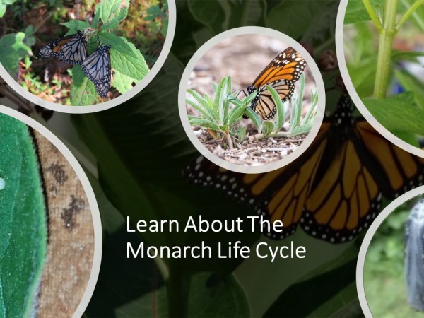 life cycle of monarchs