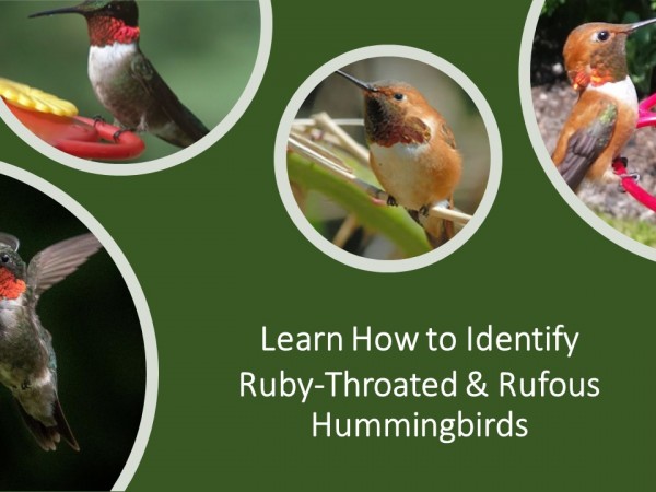 Exploring Together: Identifying Ruby-throated and Rufous Hummingbirds