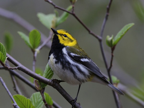 Black-throated Green Warbler
