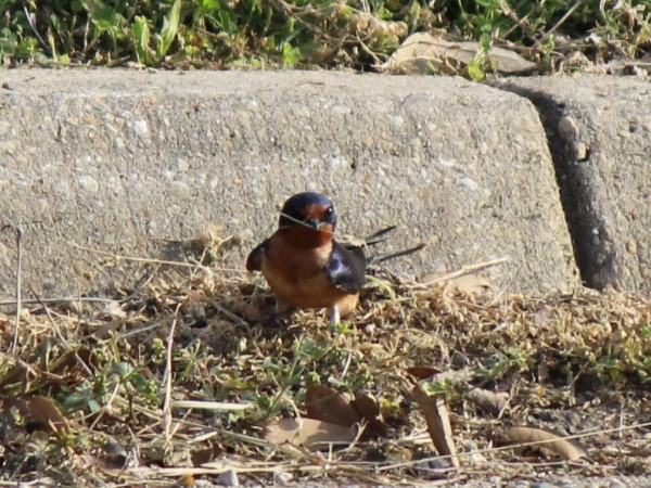 Barn Swallow