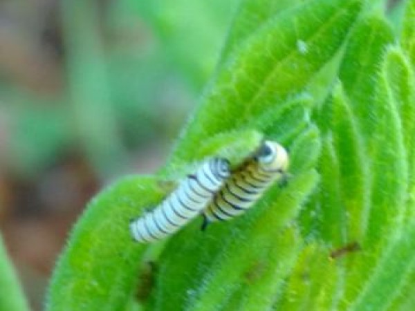 Monarch caterpillar