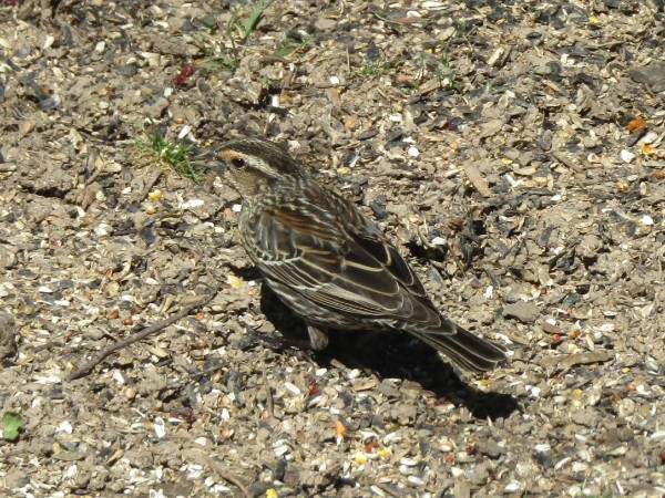Female Red-winged Blackbird