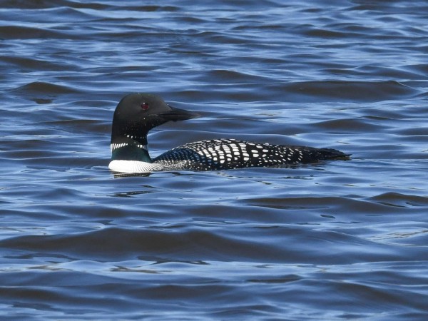 American Loon.