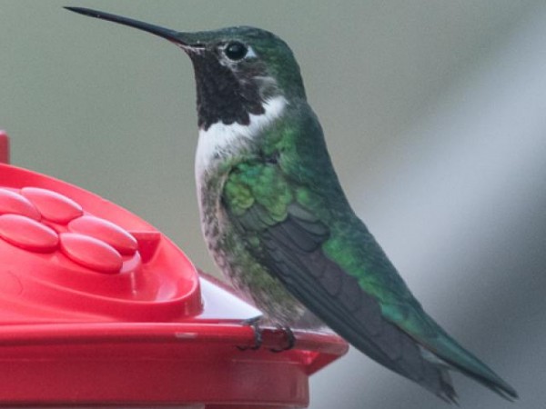 Broad-tailed Hummingbird
