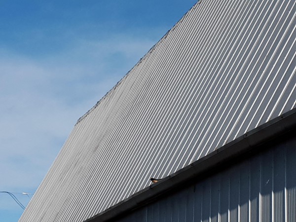 Barn Swallow perched on a barn.