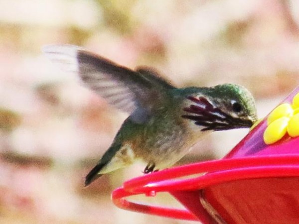 Calliope Hummingbird
