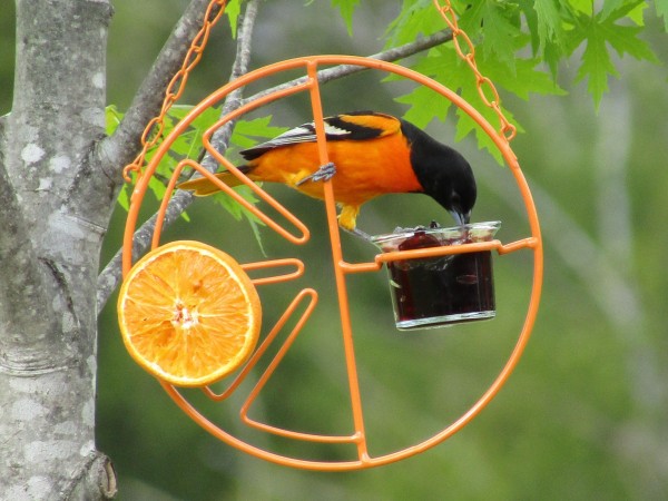 Oriole feeding on jelly.
