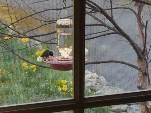 Ruby throated hummingbird