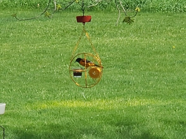 Baltimore Oriole at feeder.