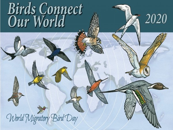 world migratory bird day