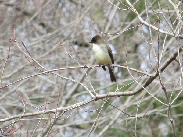 Eastern Phoebe Returns