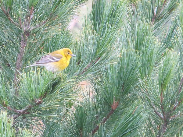 Pine Warbler