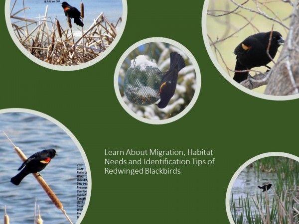 Red-winged Blackbirds