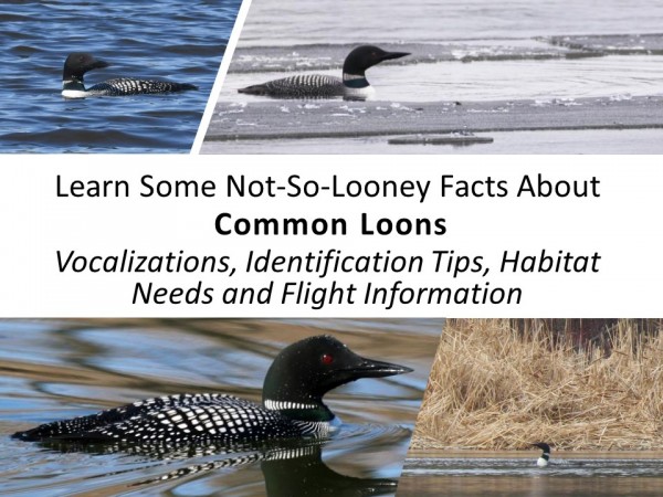 exploring together loons