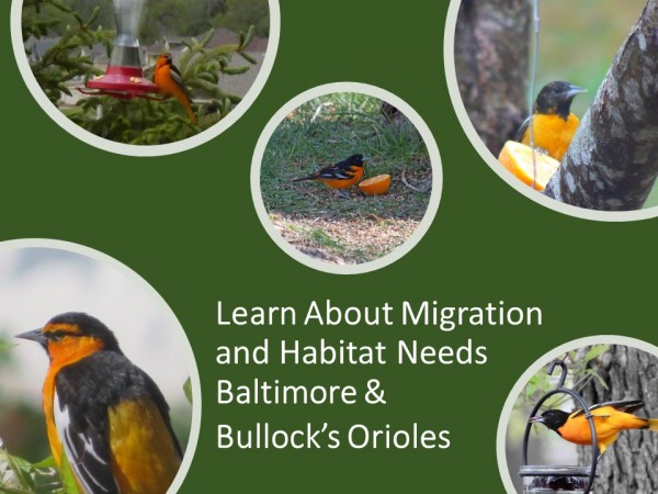 exploring together bullocks and baltimore orioles