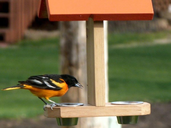Baltimore Oriole at feeder.