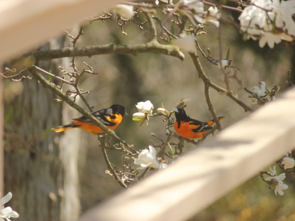 Pair of Baltimore Orioles in a tree.