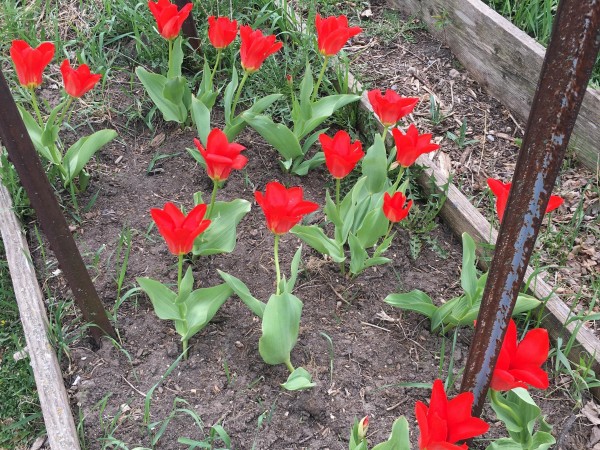 Tulips blooming in Decorah, Iowa.