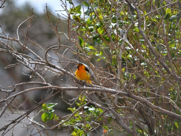 Bullock's Oriole perched in tree.