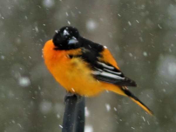 Baltimore Oriole in snowy conditions.