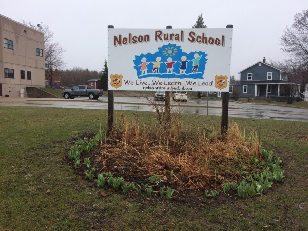 Emerging tulips in New Brunswick, Canada.