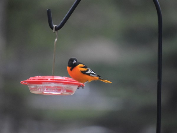 Baltimore Oriole at feeder.