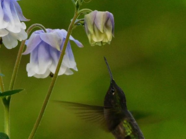 Ruby throated hummingbird