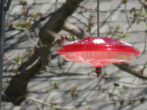 Calliope Hummingbird