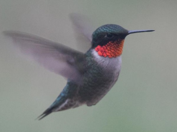 Ruby throated hummingbird
