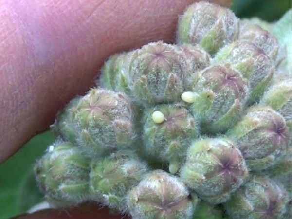 Eggs Even Found On Flower Buds