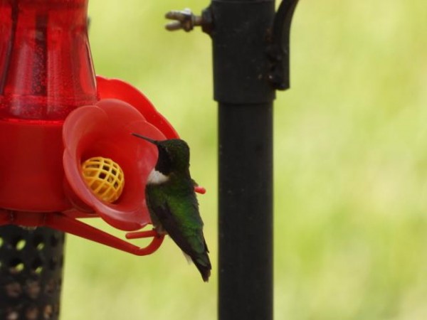 Ruby throated hummingbird