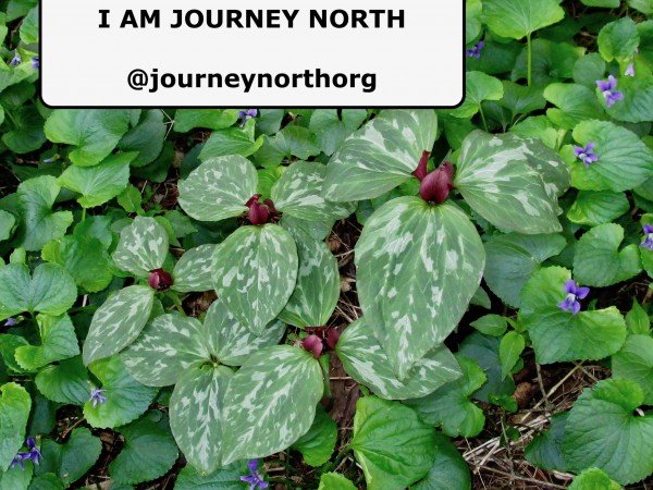 I am Journey North "patch of planet" photo