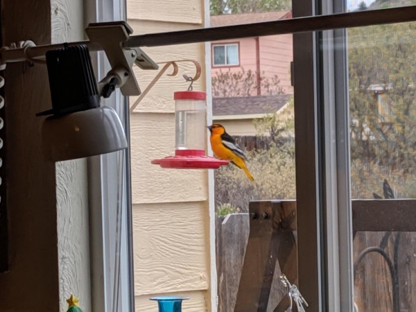 Bullock's Oriole at feeder. 