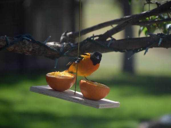 Baltimore Oriole at feeder.