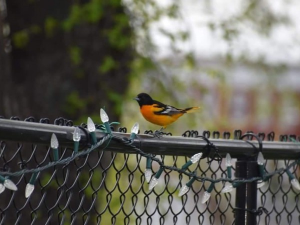 Baltimore Oriole on fence.