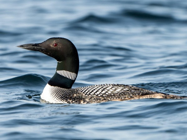 Common Loon