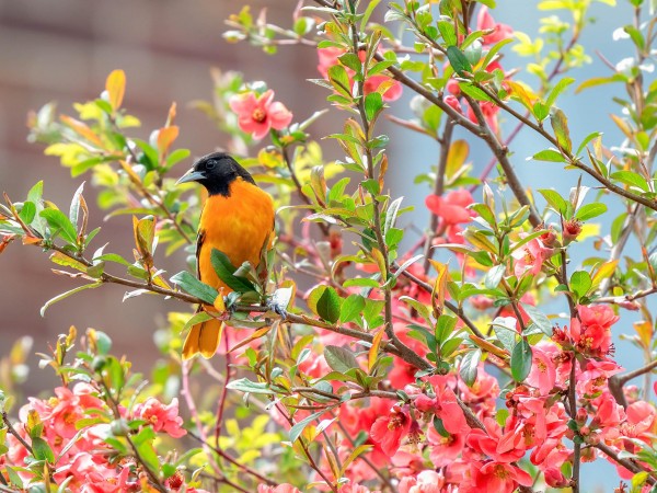 Baltimore Oriole.