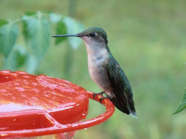 Ruby throated hummingbird