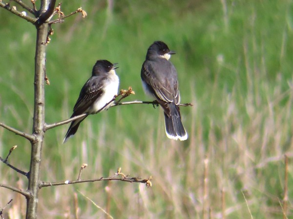 Eastern Kingbirds