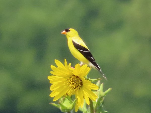 American Goldfinch.