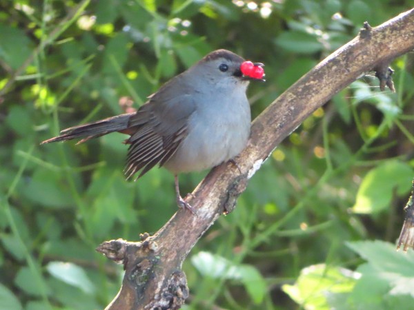Gray Catbird.