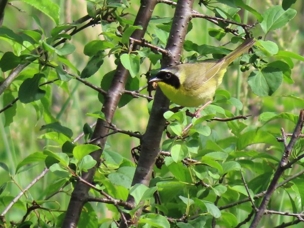 Common Yellowthroat.