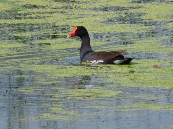 Common Gallinule.