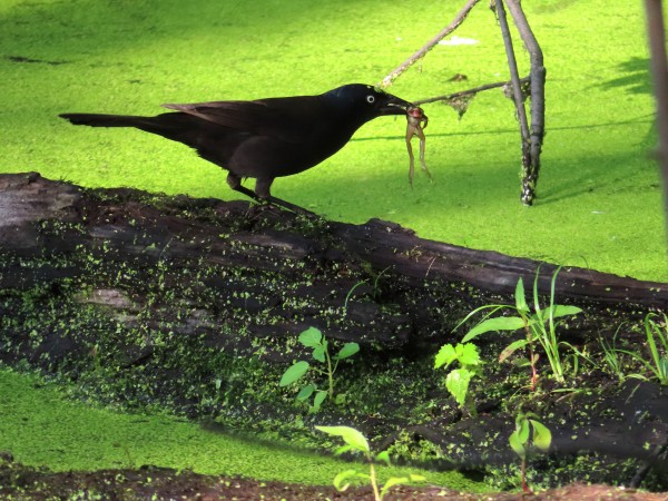 Common Grackle.