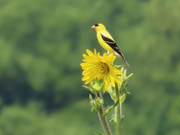 American Goldfinch